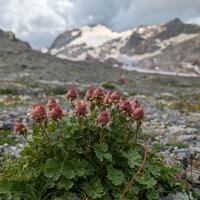 Dessert au pique-nique : barbapapa Dessert au pique-nique : barbapapa