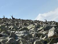 Antecime et son comité d'accueil , légèrement moqueur de notre maladresse. Antecime et son comité d'accueil , légèrement moqueur de notre maladresse.