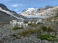 Puis boules de coco Puis boules de coco